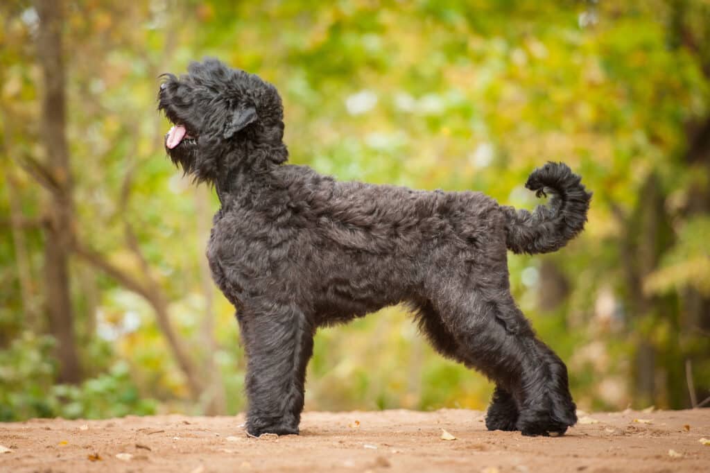 Terrier Noir Russe : caractère, éducation et prix de ce géant protecteur