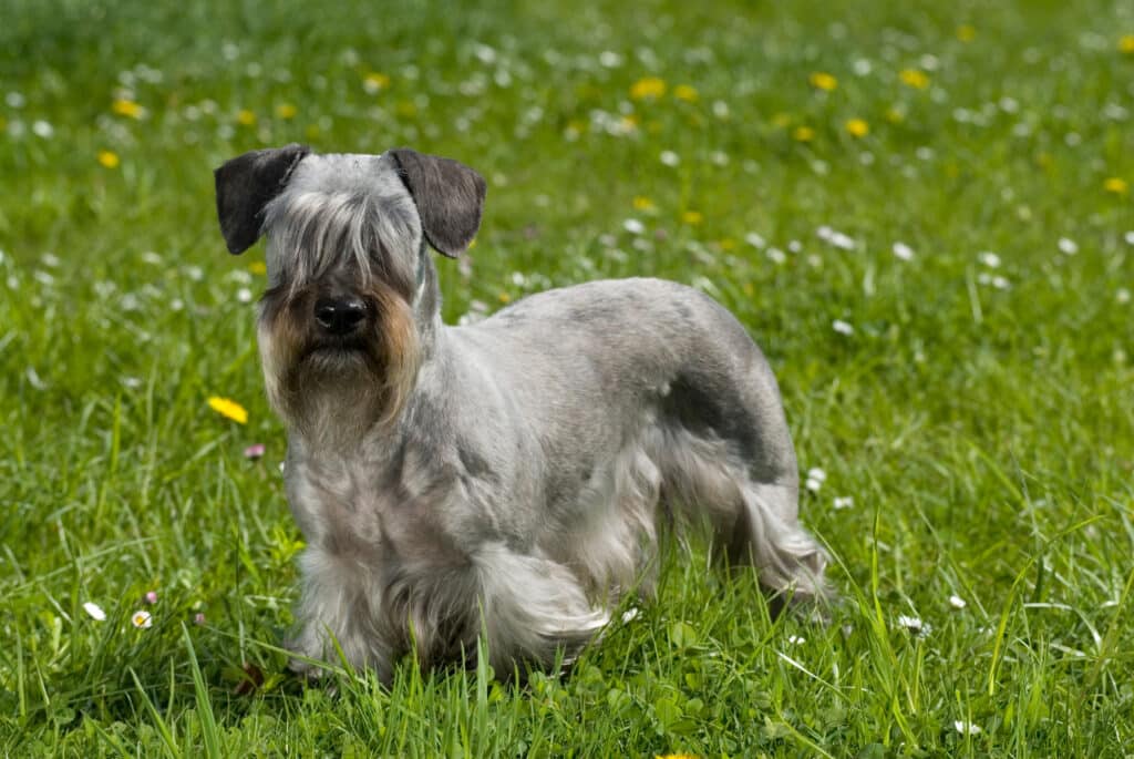 Terrier Tchèque : caractère, éducation et prix de cette race