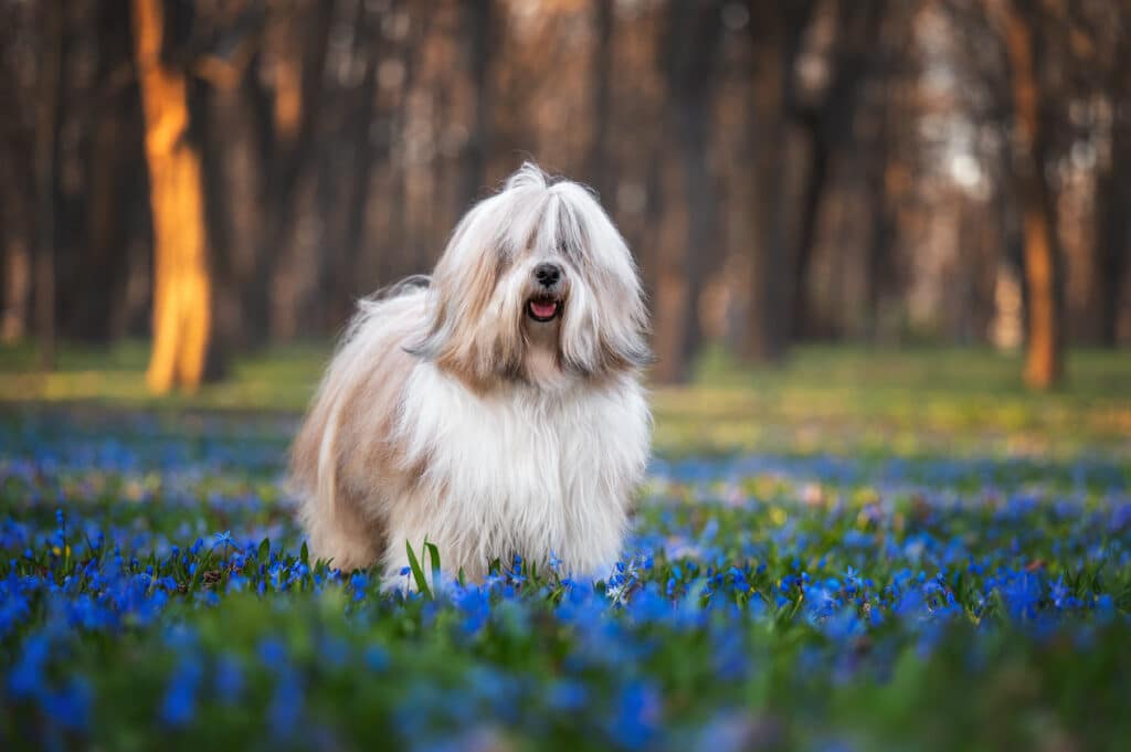 Terrier Tibétain : caractère, santé et prix de cette race venue du Tibet