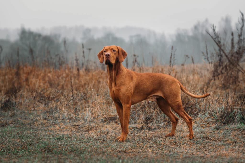 Vizsla : caractère, éducation et mode de vie du braque hongrois