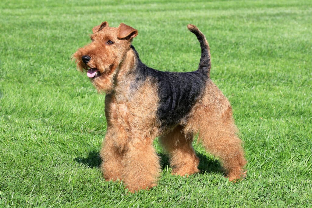 Welsh Terrier : caractère, éducation et prix de cette race