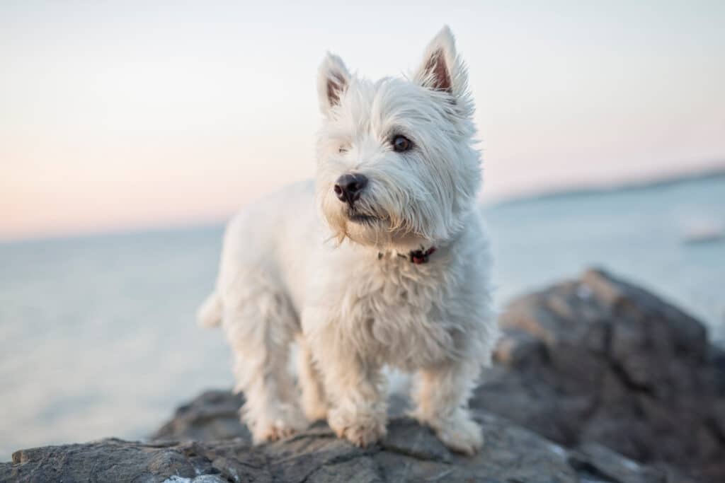 West Highland White Terrier : caractère, mode de vie et santé du Westie