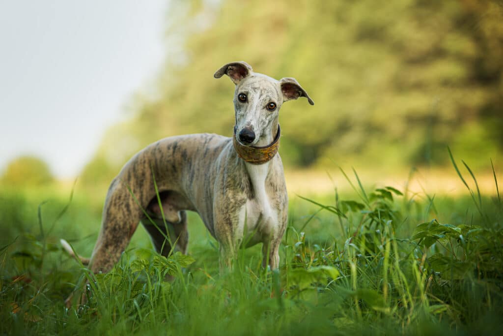 Whippet : caractère, santé et prix de ce lévrier élégant