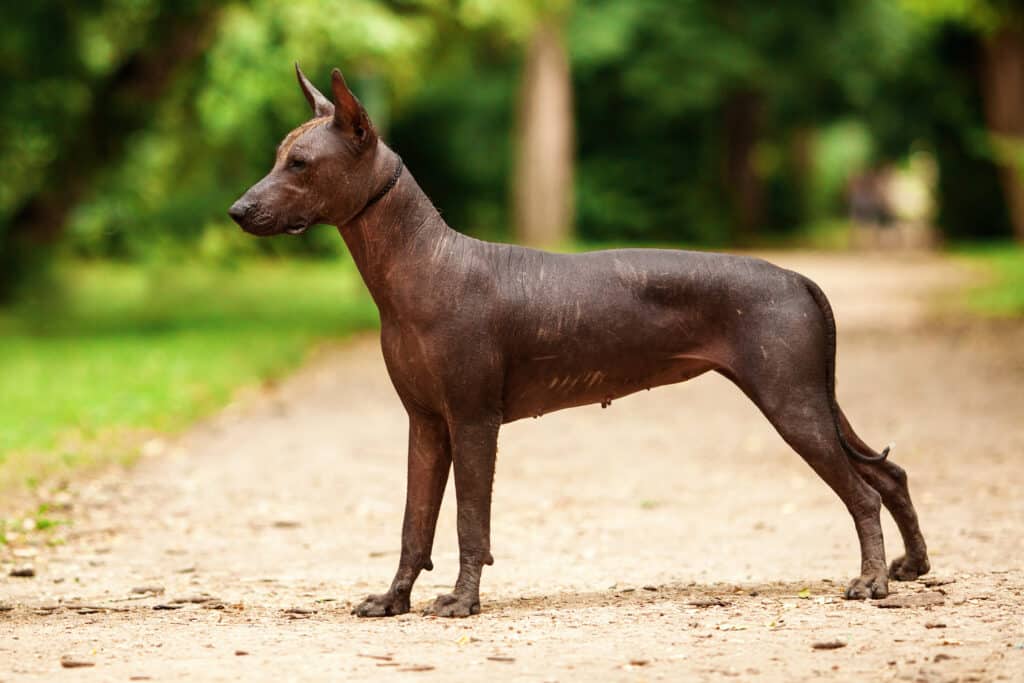 Xoloitzcuintle : caractère, entretien et prix du chien nu du Mexique