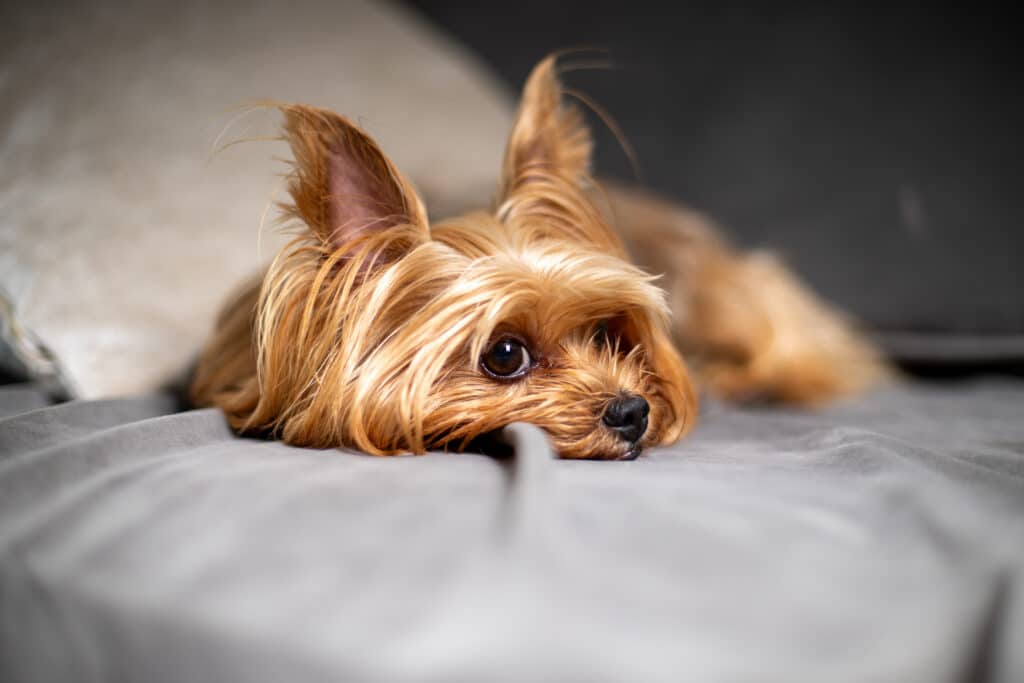 Yorkshire Terrier : caractère, santé et prix de cette petite race