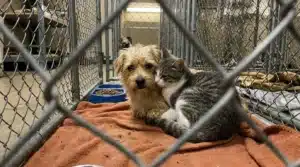Chien et chat assis ensemble dans un enclos de refuge