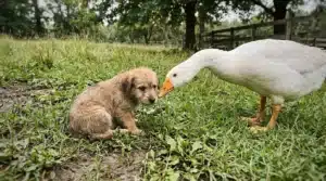 Un chien brun et un canard blanc se rencontrent dans un pré herbeux
