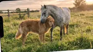 Cheval gris et chien marron dans un pré de campagne