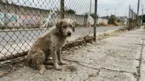 Chien gris seul près d'une clôture grillagée