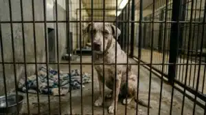 Chien gris enfermé dans une cage de refuge animalier
