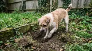 Chien brun et blanc creusant la terre dans un jardin