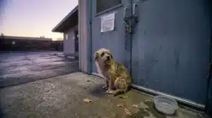 Petit chien assis seul devant un bâtiment gris au crépuscule