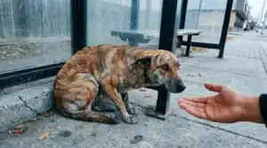 Chien apeuré à côté d'une main tendue bienveillante
