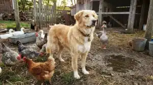 Labrador doré au milieu de poules et canards à la ferme
