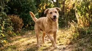 Chien brun souriant sur un sentier entouré de végétation verte