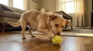 Chien roux joue avec une balle jaune dans un salon ensoleillé