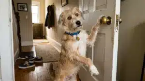 Chien debout ouvrant une porte avec sa patte