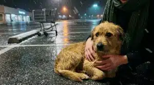 Personne avec chien brun en parking enneigé la nuit