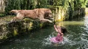 Une fillette en rose joue dans l'eau avec un chien brun