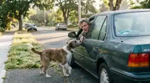 Homme dans véhicule saluant un chien sur trottoir