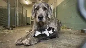 Grand chien gris protégeant tendrement un petit chaton noir et blanc