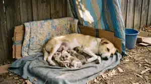 Chienne avec ses jeunes chiots dans une boîte en carton